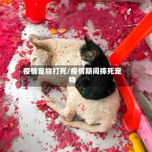 疫情宠物打死/疫情期间摔死宠物-第2张图片