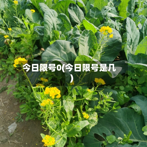 今日限号0(今日限号是几)-第3张图片