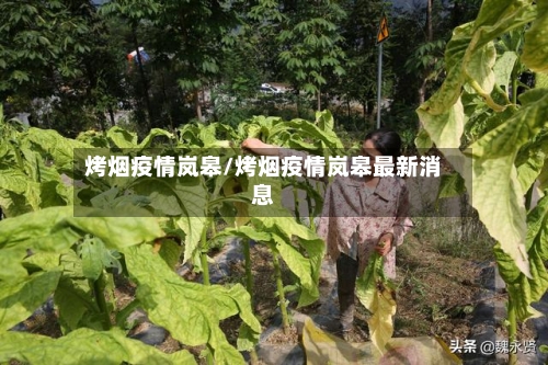 烤烟疫情岚皋/烤烟疫情岚皋最新消息-第2张图片