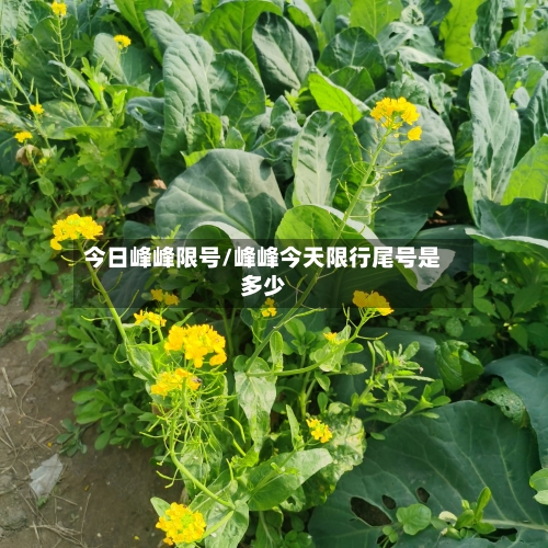 今日峰峰限号/峰峰今天限行尾号是多少