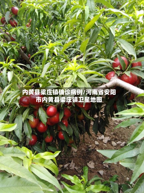 内黄县梁庄镇确诊病例/河南省安阳市内黄县梁庄镇卫星地图