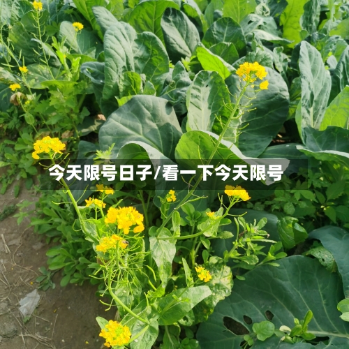 今天限号日子/看一下今天限号