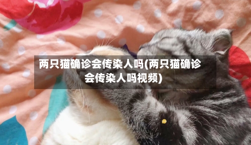 两只猫确诊会传染人吗(两只猫确诊会传染人吗视频)-第3张图片