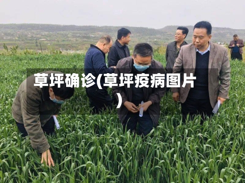 草坪确诊(草坪疫病图片)