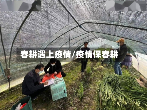 春耕遇上疫情/疫情保春耕
