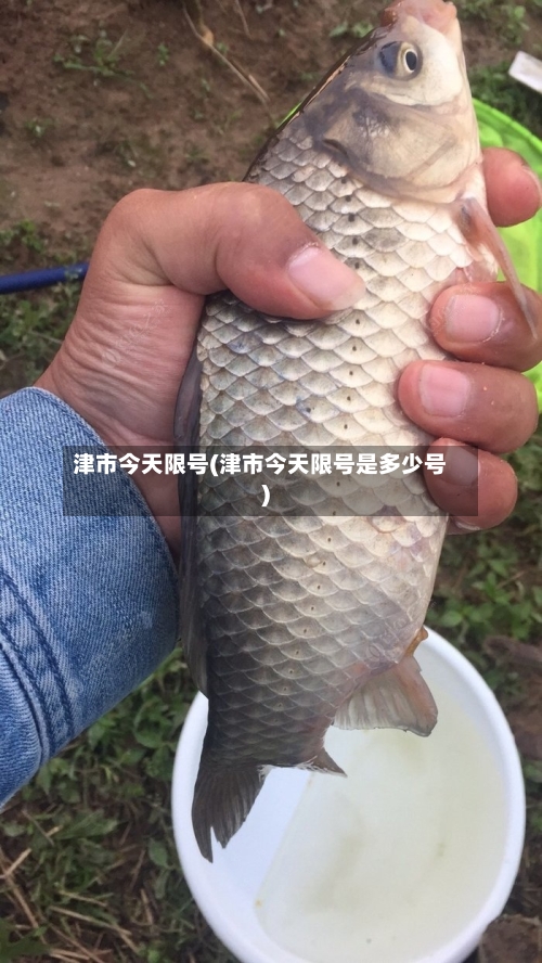 津市今天限号(津市今天限号是多少号)